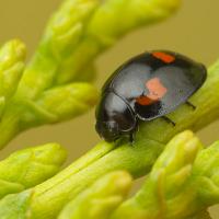 Pine Ladybird 